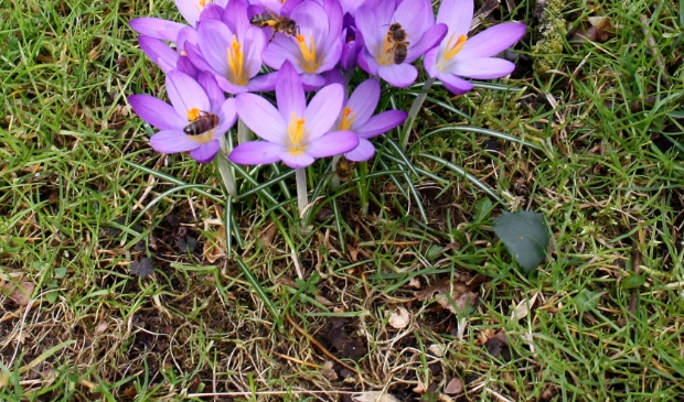 Crocus tommasinianus (boerenkrokus)