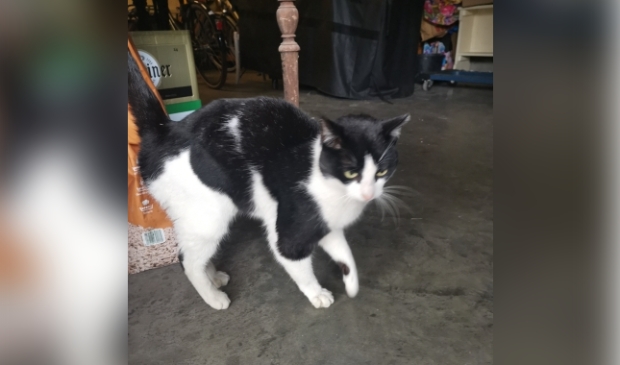 Gevonden kat Eendrachtstraat Terschuur