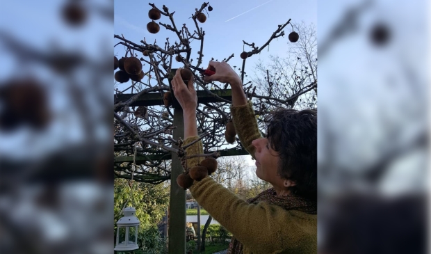 <p>Marlon van den Bos oogst hier haar eigen kiwi's die ze gebruikt voor haar kombucha. </p>