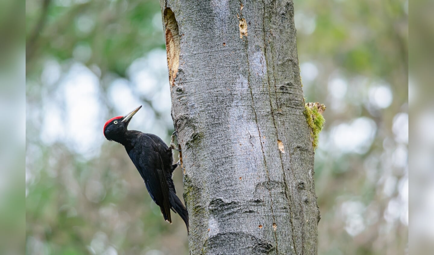 Mannelijke zwarte specht, te herkennen aan zijn rode ‘petje’, bij een vers uitgehakte nestholte