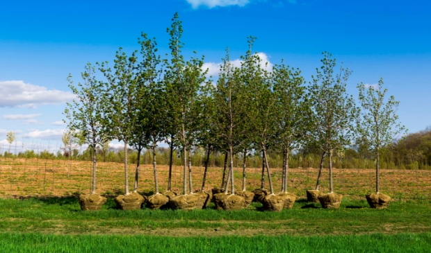 Meer bomen zorgt o.a. voor extra zuurstofproductie, bestrijding klimaatverandering, reiniging vervuilde lucht, verkoeling van straten, voedselproductie, verfraaiing van de omgeving en daardoor waardevermeerdering van het onroerend goed.