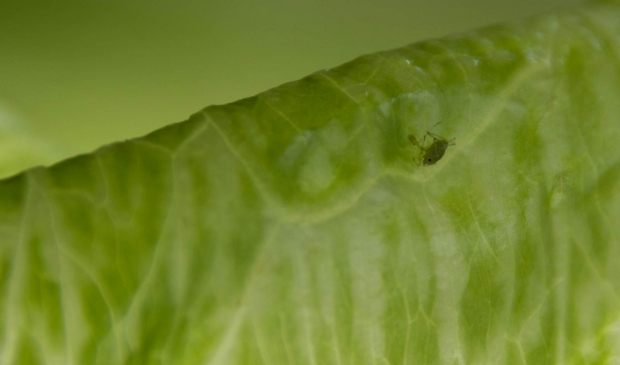 een macro van groente