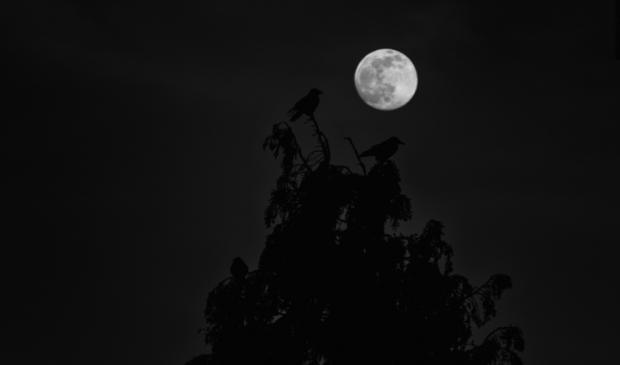 <p>Als je goed kijkt, zie je de schaduwen van de vogels in de boom bij het maanlicht.</p>