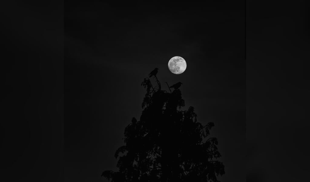 Als je goed kijkt, zie je de schaduwen van de vogels in de boom bij het maanlicht.