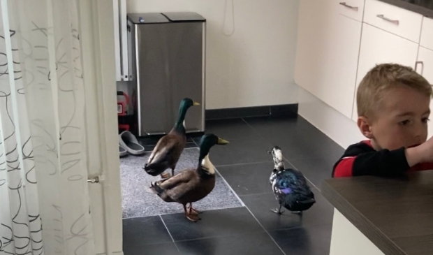 De eendjes in de keuken bij Swen