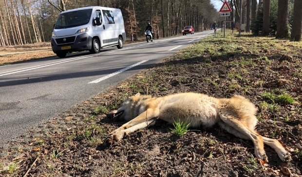 <p>De doodgereden wolvin op de weg tussen Ede en Arnhem.</p>
