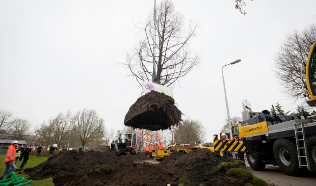 <p>Met uiterste precisie werden drie bomen verplaatst vanuit de Craijensteijn.</p>