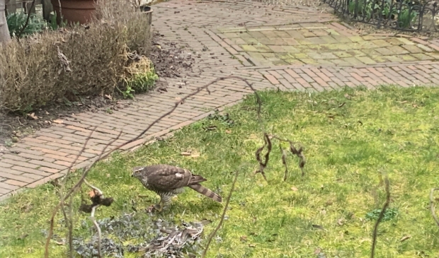 Sperwer in actie