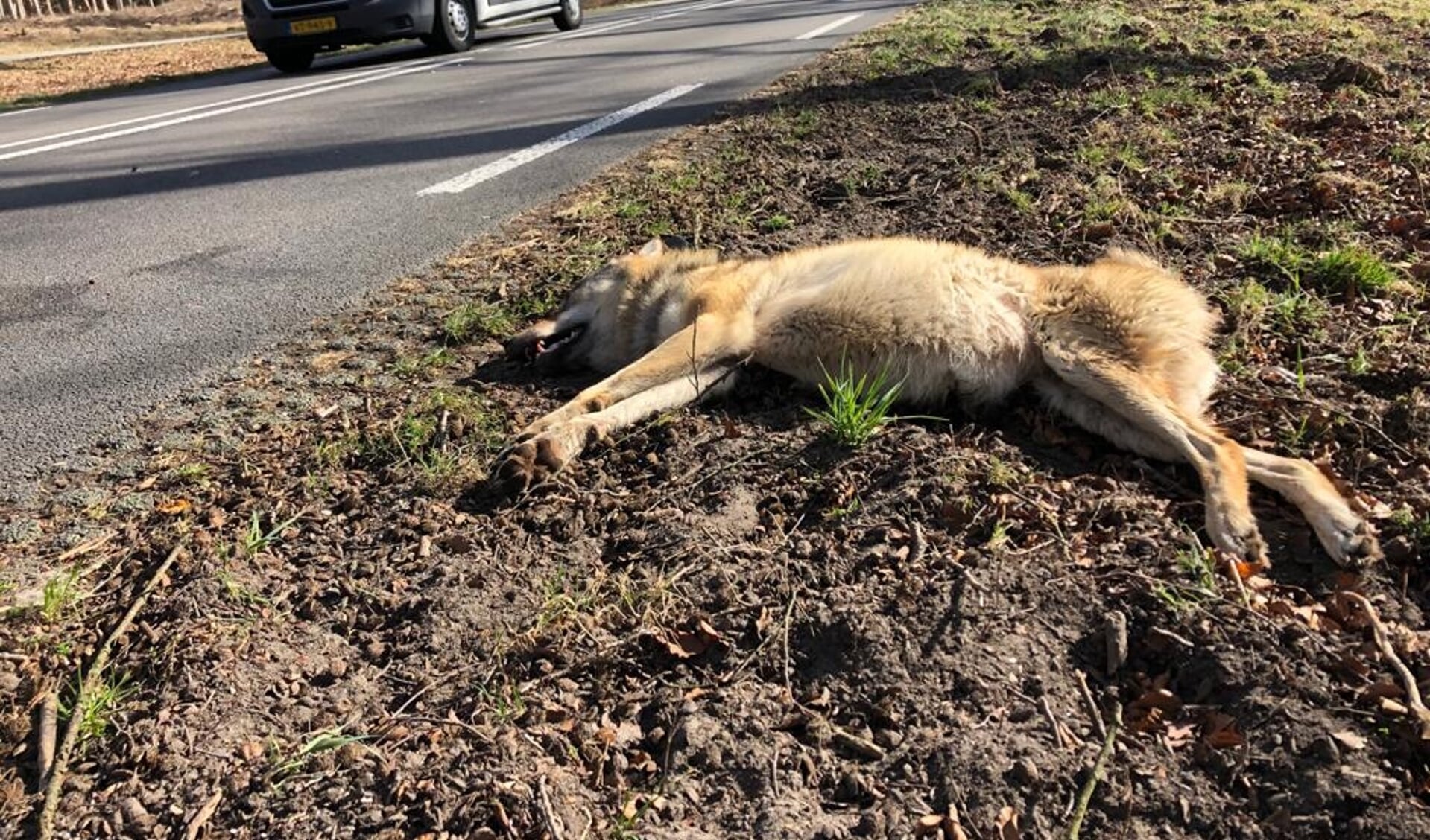 De doodgereden wolvin, afgelopen zaterdag langs de N224 in Ede.