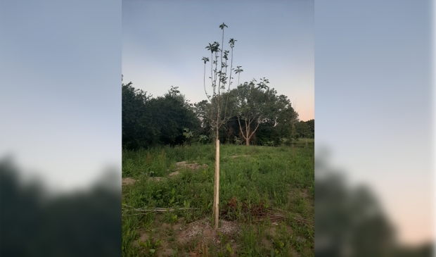 Jonge aanplant in Wijks Voedselbos