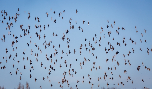 Grutto's in vlucht
