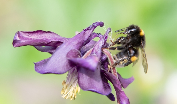 Hommel pleegt nectarroof