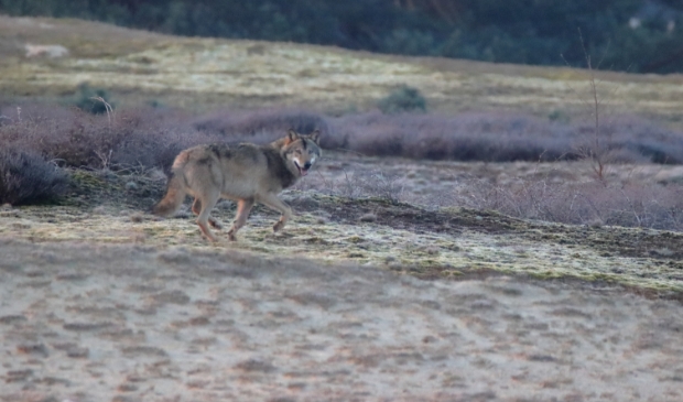 <p>Archieffoto van een wolf.</p>