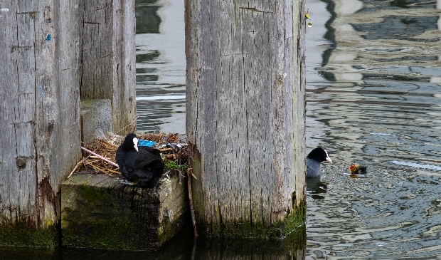 meerkoet familie