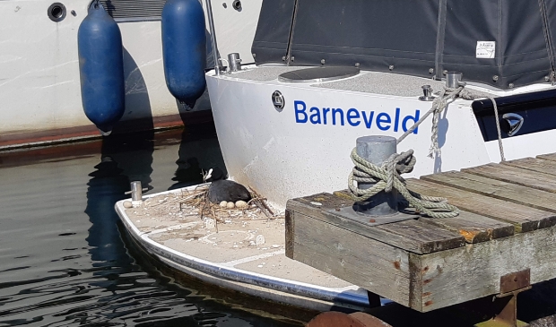 Broedende meerkoet