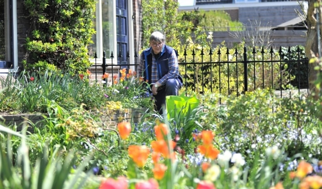 Wiebe Selders werd maandagmorgen in zijn tuin met oranje tulpen verrast met de Koninklijke onderscheiding. Foto: gertbudding.nl 