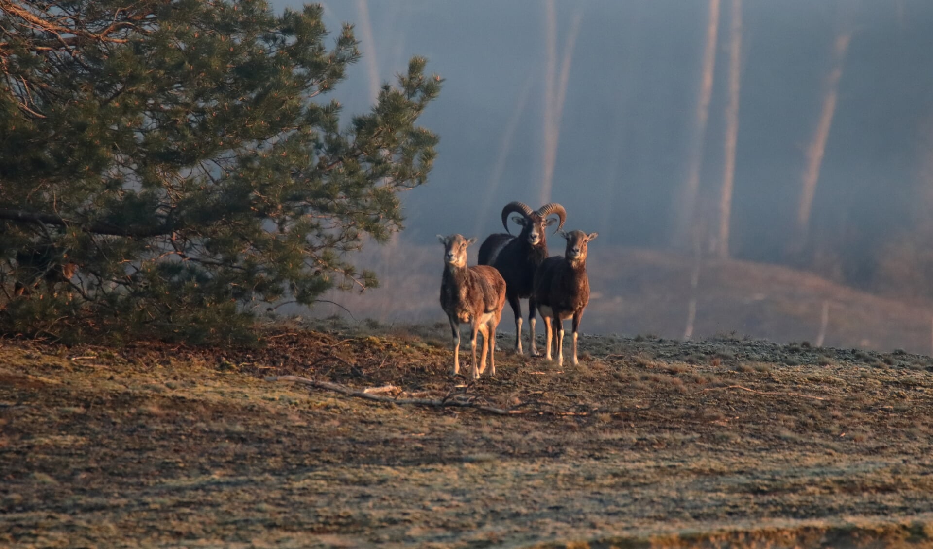 Archieffoto van moeflons in het Wekeromse Zand.