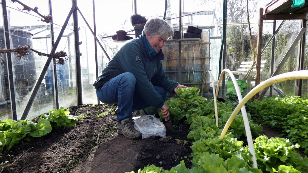 <p>Claar van den Biggelaar oogst een krop sla in haar kas</p>