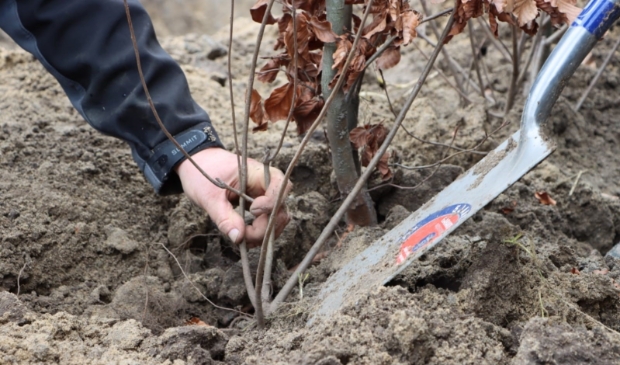 Met beleid worden de bomen geplaatst