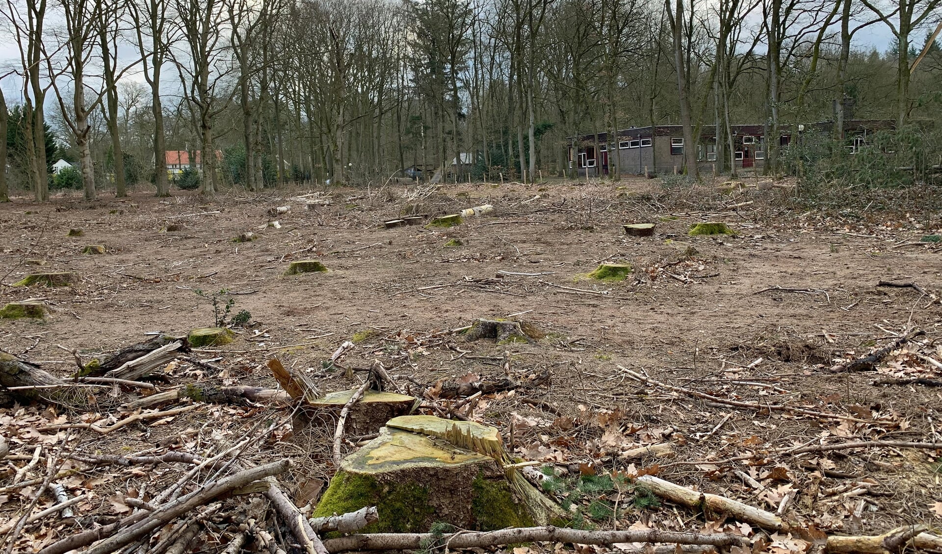Een gekapt stuk fijnsparrenbos naast Scoutcentrum Buitenzorg. De letterzetter had bezit genomen van de kwijnende bomen.