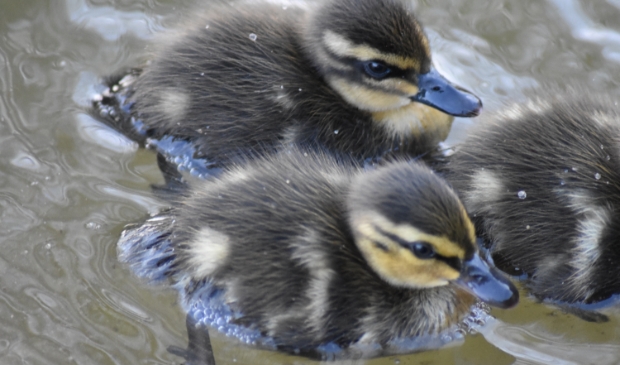 Baby eendjes