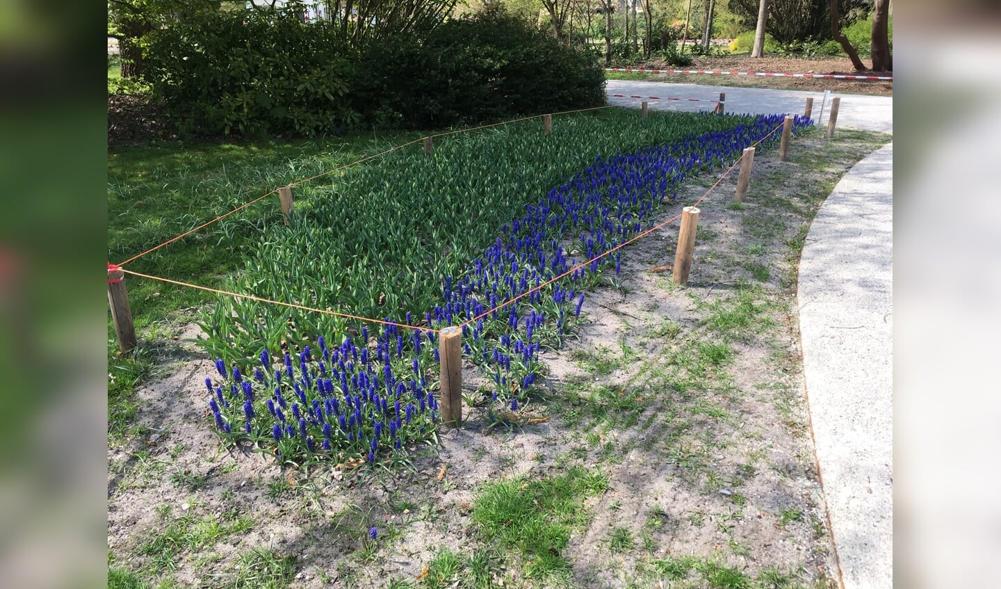 Blauwe druifjes in bloei