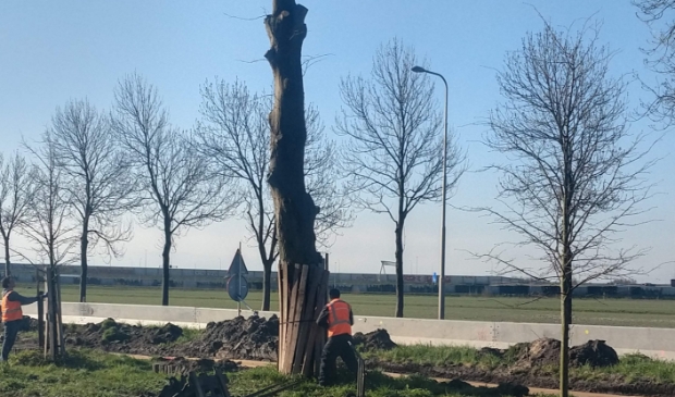 Restant van een linde wordt tegen verdere beschadiging beschermd.D