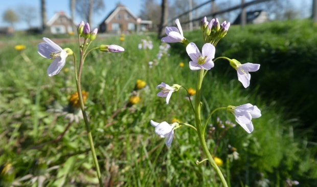 Pinksterbloemen in slootkant langs de Tienminutenweg in Lunteren.