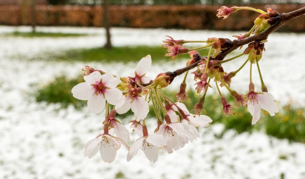 <p>Winterse lente</p>