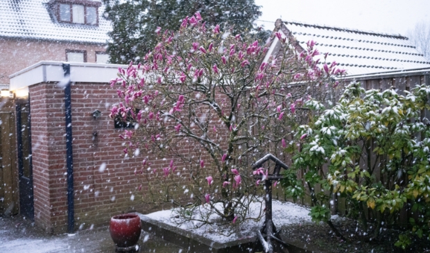 de bloeiende magnolia in winterse omstandigheden