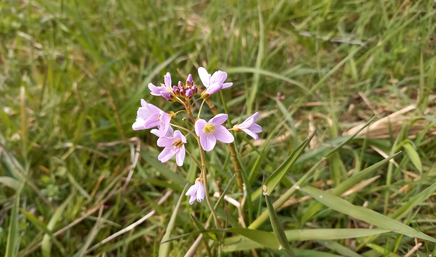 De eerste pinksterbloemen bloeien met Pasen