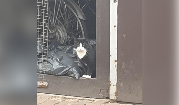 Gevonden kater Eendrachtstraat Terschuur