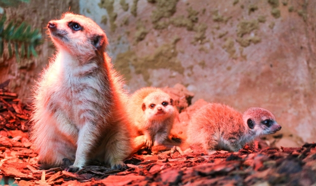 Na twintig jaar zijn er drie stokstaartjes geboren in DierenPark Amersfoort.
