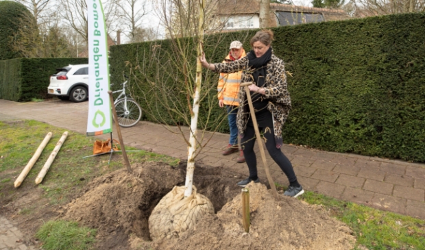 <p>Wethouder Annelies Vissers plant de eerste boom aan de Bilderdijklaan</p>