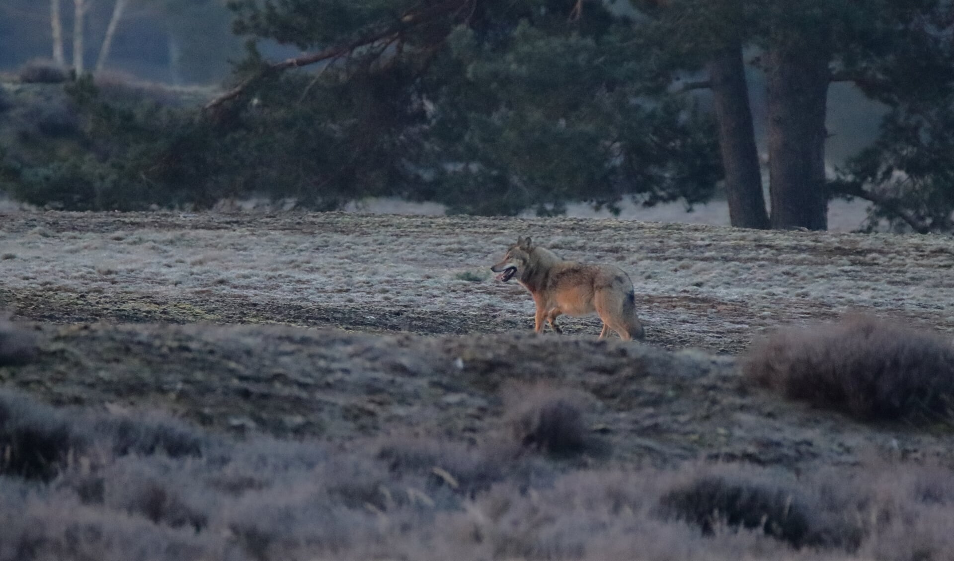 De wolf, vrijdagochtend gefotografeerd in natuurgebied Wekeromse Zand.