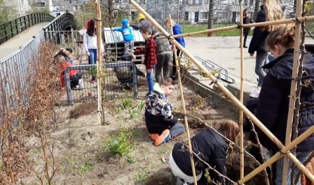 Leerlingen van basisschool De Panta Rhei planten vlinderstruiken.
