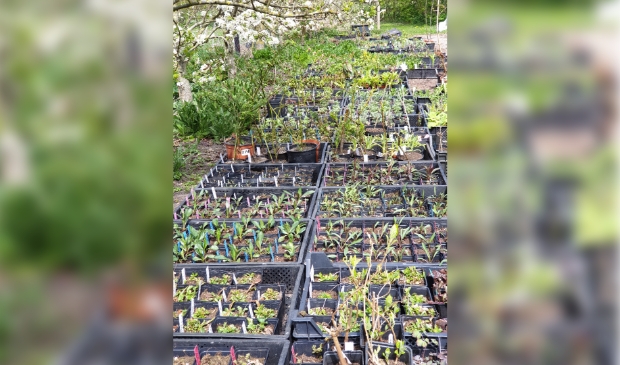 Plantjes voor de plantjesmarkt