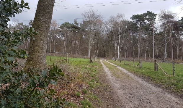 Daar zit'ie, midden op het stalen hek, een roodborstje op jacht in het Edese Bos.