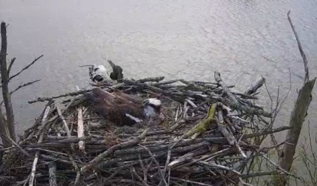 <p>Vrouw visarend zit inmiddels op drie eieren</p>