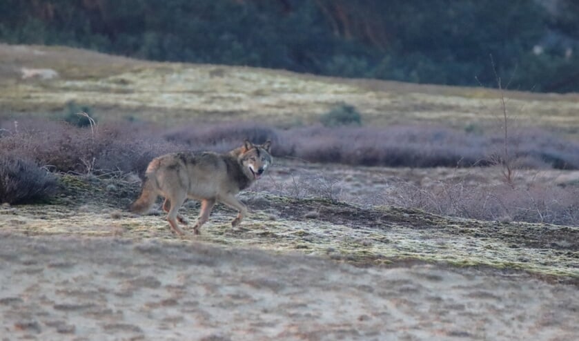 De wolf vrijdagmorgen 16 april in het Wekeromse Zand, gefotografeerd door Barnevelder Gerbrand Mulder.