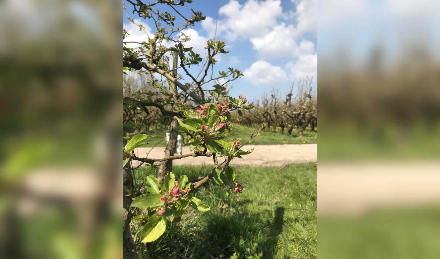 Appelboom met bloesemknop
