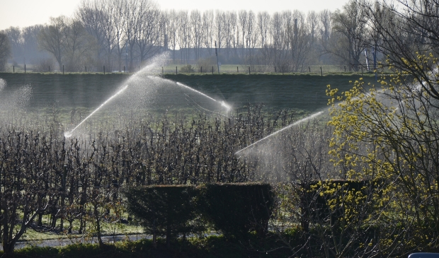 Beregenen van de fruitbomen langs de Rijndijk in Wijk bij Duurstede