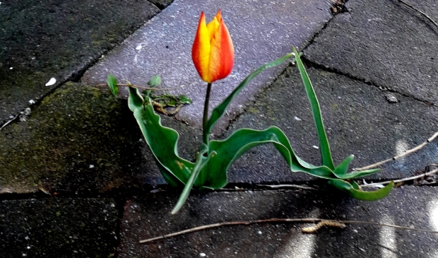 Kleine doordouwer