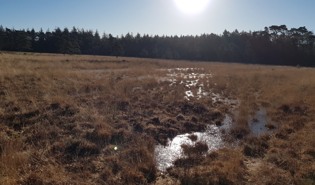 Hazewater in Den Treek met ochtendzon