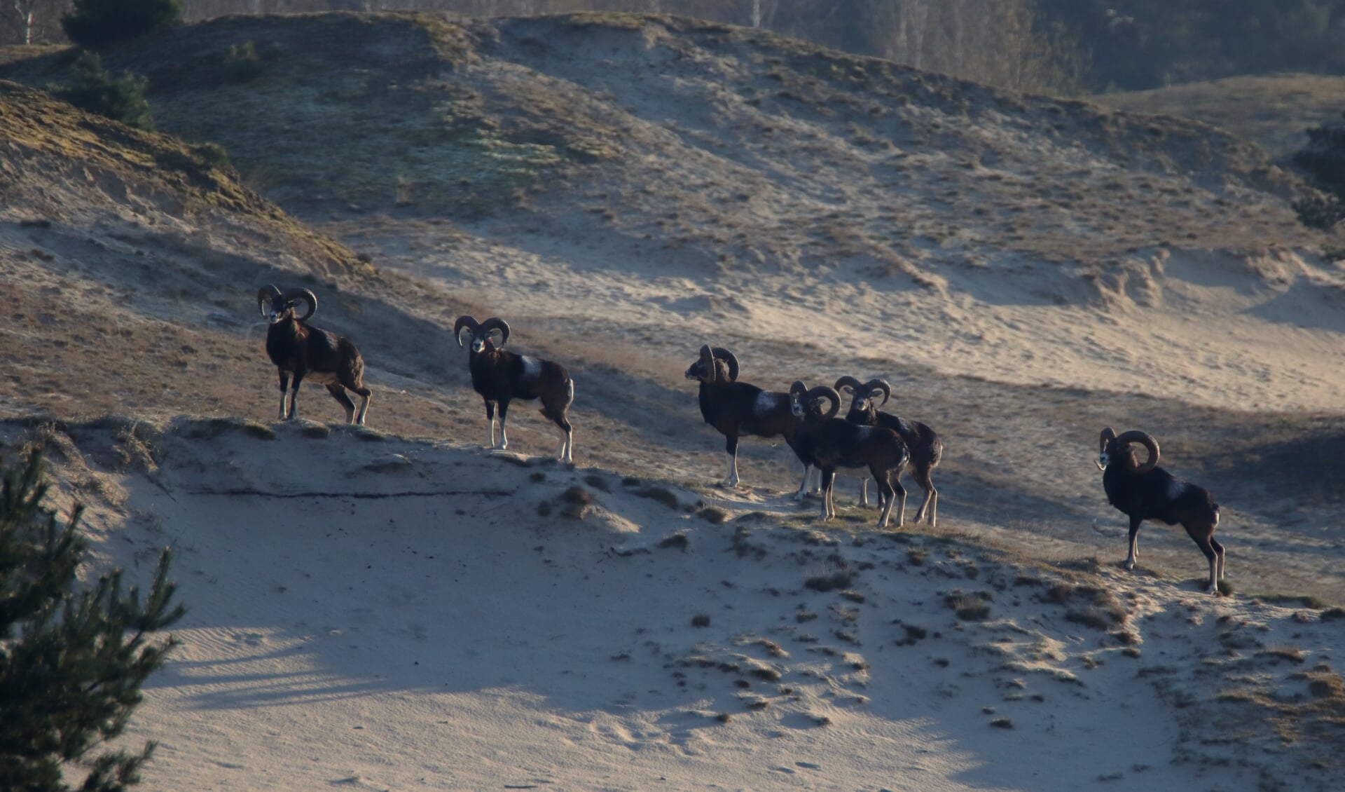 Moeflons op het Wekeromse Zand, één van de terreinen van het Geldersch Landschap.