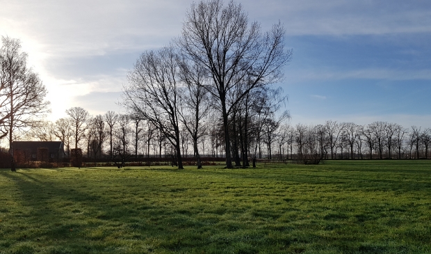 Weiland met bomen en ochtendzon