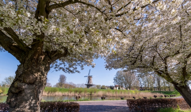 <p>Zicht op Gorinchem vanonder een bloesempracht. </p>