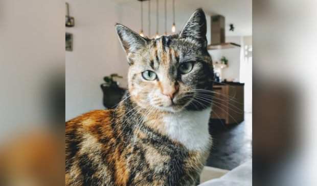 Vermiste poes Brahmalaan)