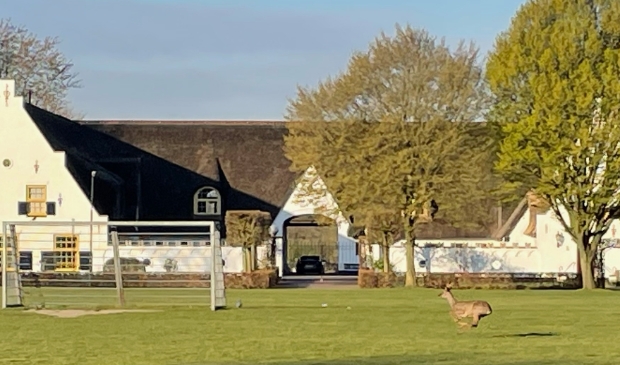 <p>Een hert zet een volle sprint in op evenemententerrein de Eng.</p>