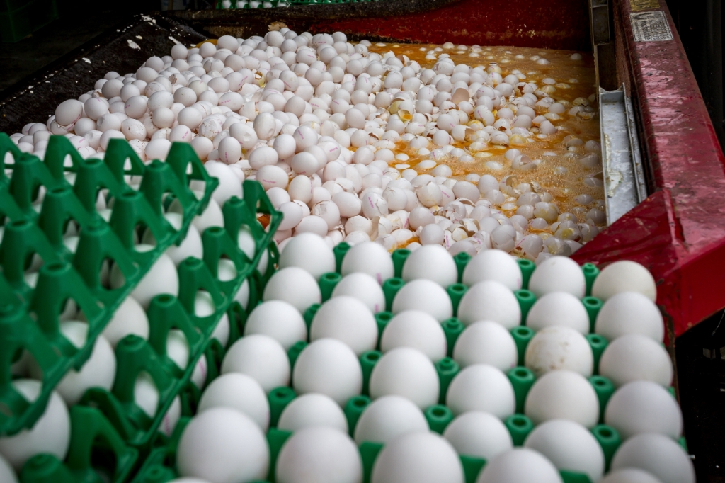 <p>Eieren waarin fipronil is aangetroffen worden vernietigd in augustus 2017.</p>